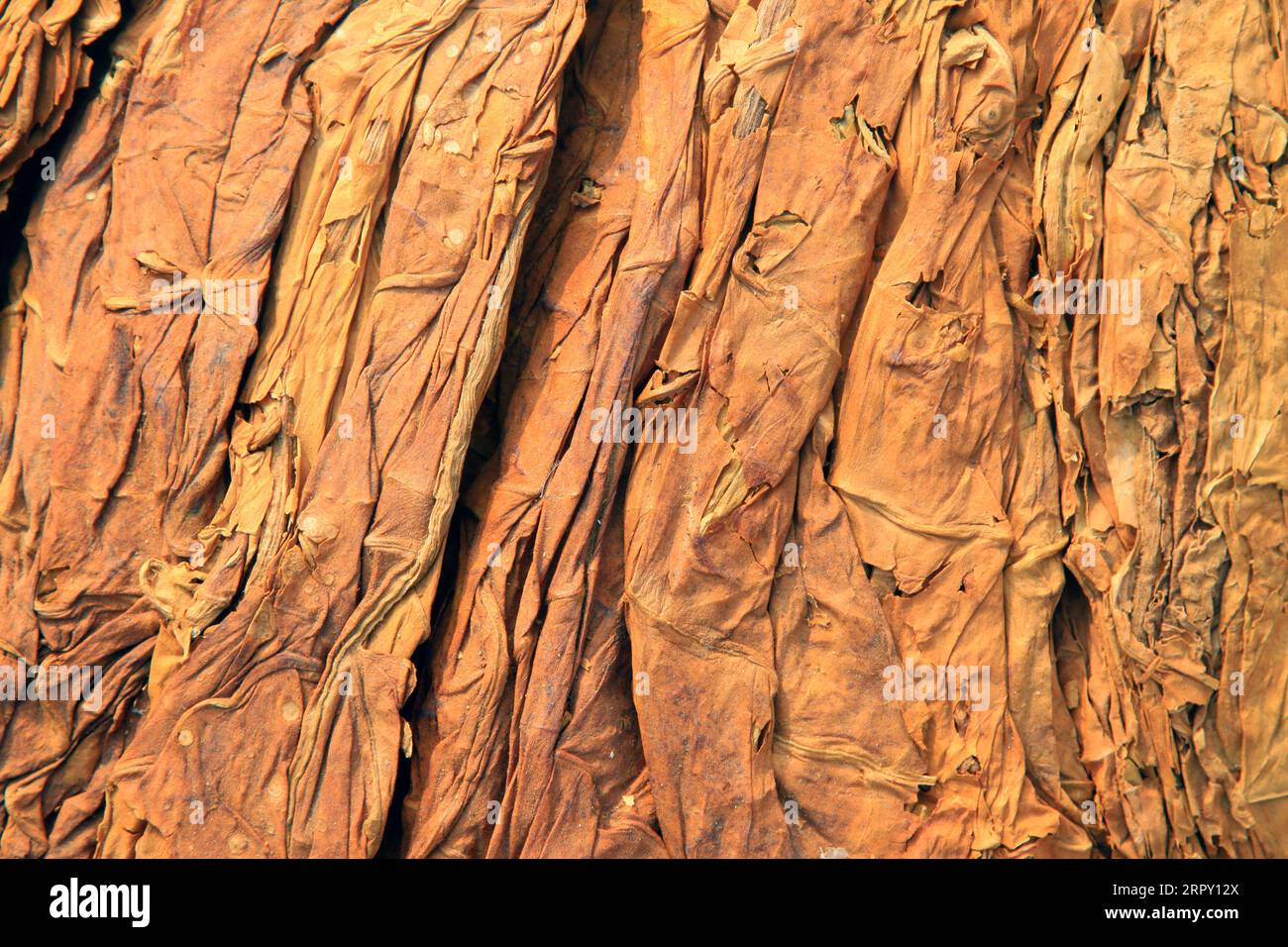 yellow dry tobacco leaves, closeup of photo Stock Photo - Alamy