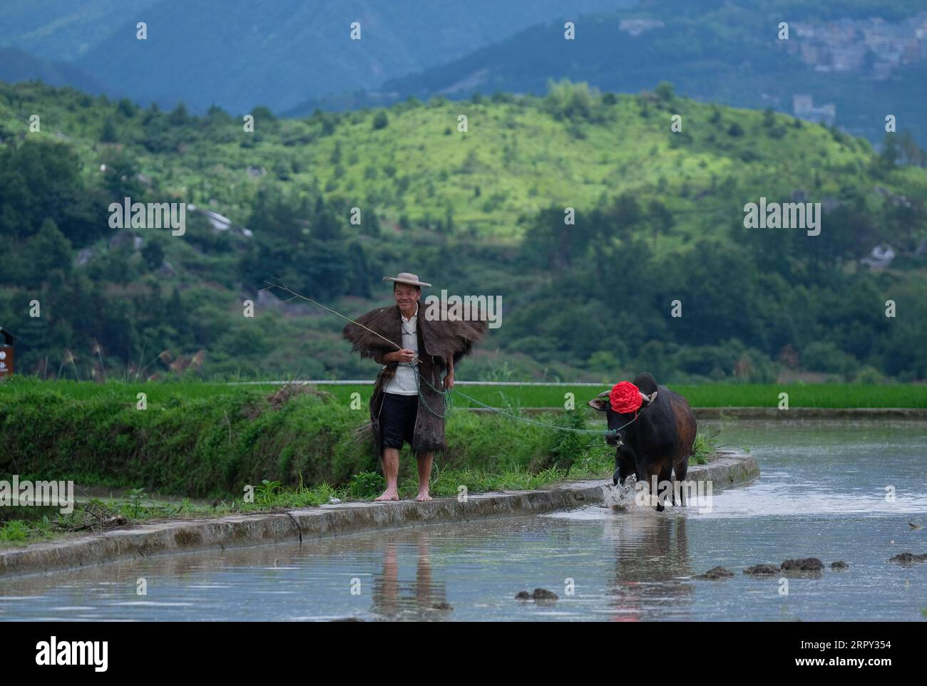 200612 -- BEIJING, June 12, 2020 -- A farmer walks in the field with a buffalo in Xiaozhoushan Township, Qingtian County of east China s Zhejiang Province, June 11, 2020.  XINHUA PHOTOS OF THE DAY XuxYu PUBLICATIONxNOTxINxCHN Stock Photo