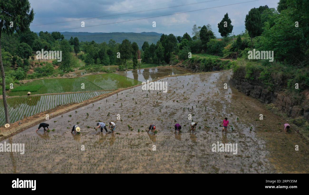200612 -- JIANGE, June 12, 2020 -- Aerial photo taken on June 11, 2020 show farmers planting seedlings in fields in Longquan Village of Jiange County in Guangyuan, southwest China s Sichuan Province.  CHINA-SICHUAN-JIANGE-SEEDLING PLANTING CN LixMengxin PUBLICATIONxNOTxINxCHN Stock Photo