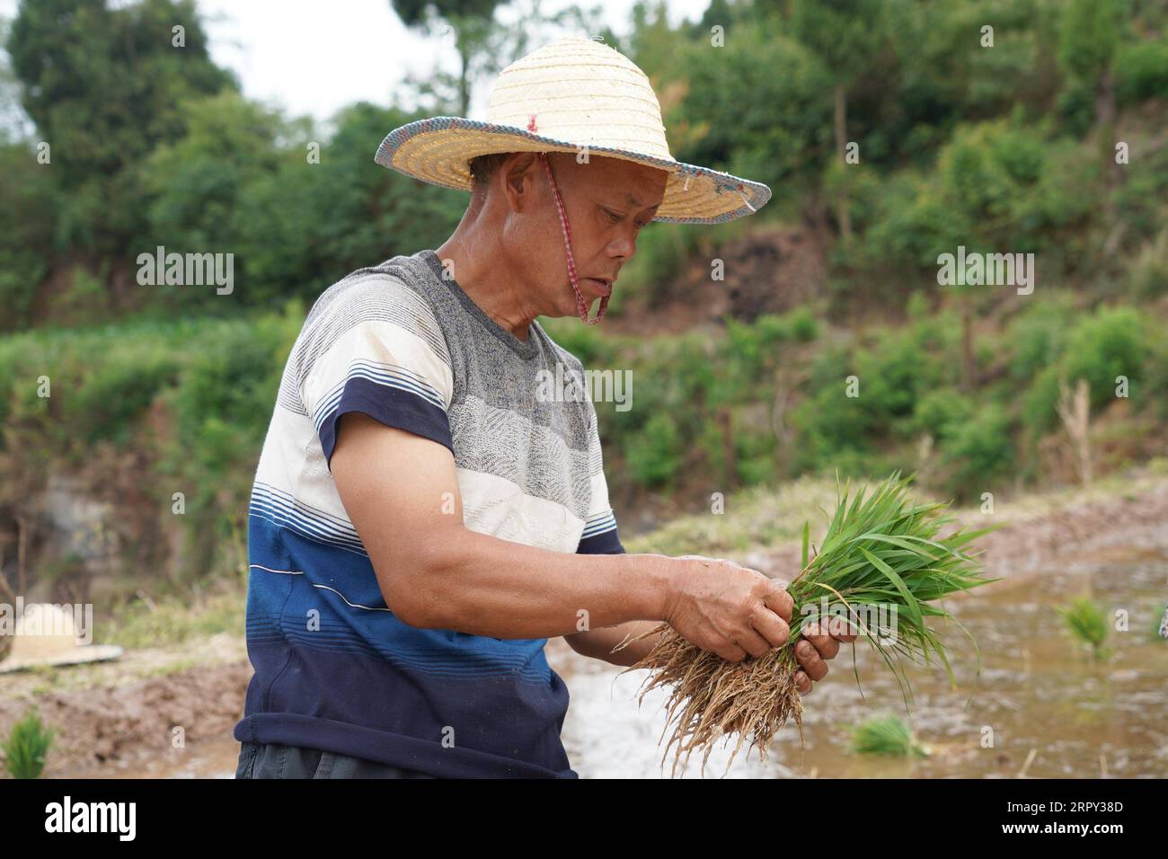 200612 -- JIANGE, June 12, 2020 -- A farmer organizes seedlings in a field in Dongbao Township of Jiange County in Guangyuan, southwest China s Sichuan Province, June 11, 2020.  CHINA-SICHUAN-JIANGE-SEEDLING PLANTING CN XuxBingjie PUBLICATIONxNOTxINxCHN Stock Photo