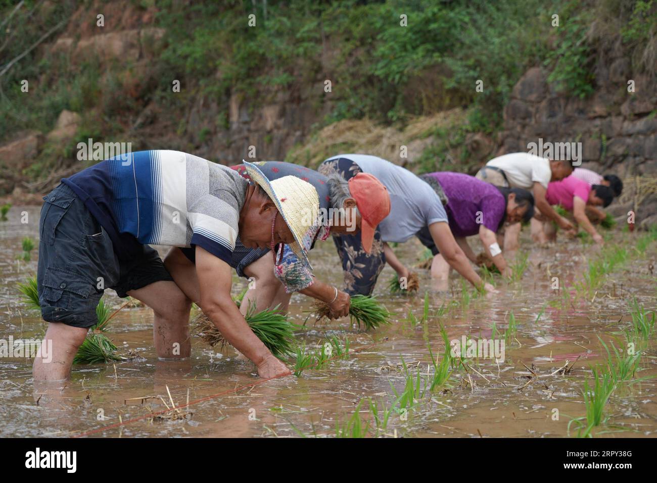 200612 -- JIANGE, June 12, 2020 -- Farmers plant seedlings in a field in Dongbao Township of Jiange County in Guangyuan, southwest China s Sichuan Province, June 11, 2020.  CHINA-SICHUAN-JIANGE-SEEDLING PLANTING CN XuxBingjie PUBLICATIONxNOTxINxCHN Stock Photo