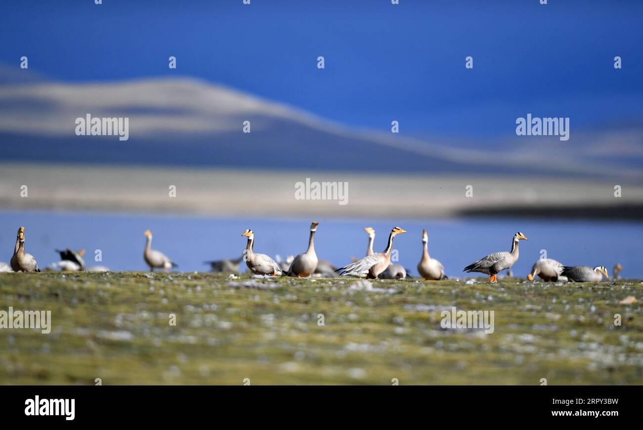 200612 -- AMDO, June 12, 2020 -- Photo taken on June 9, 2020 shows bar-headed geese at a bird island in Amdo County, southwest China s Tibet Autonomous Region.  CHINA-TIBET-AMDO-BIRDS CN Chogo PUBLICATIONxNOTxINxCHN Stock Photo