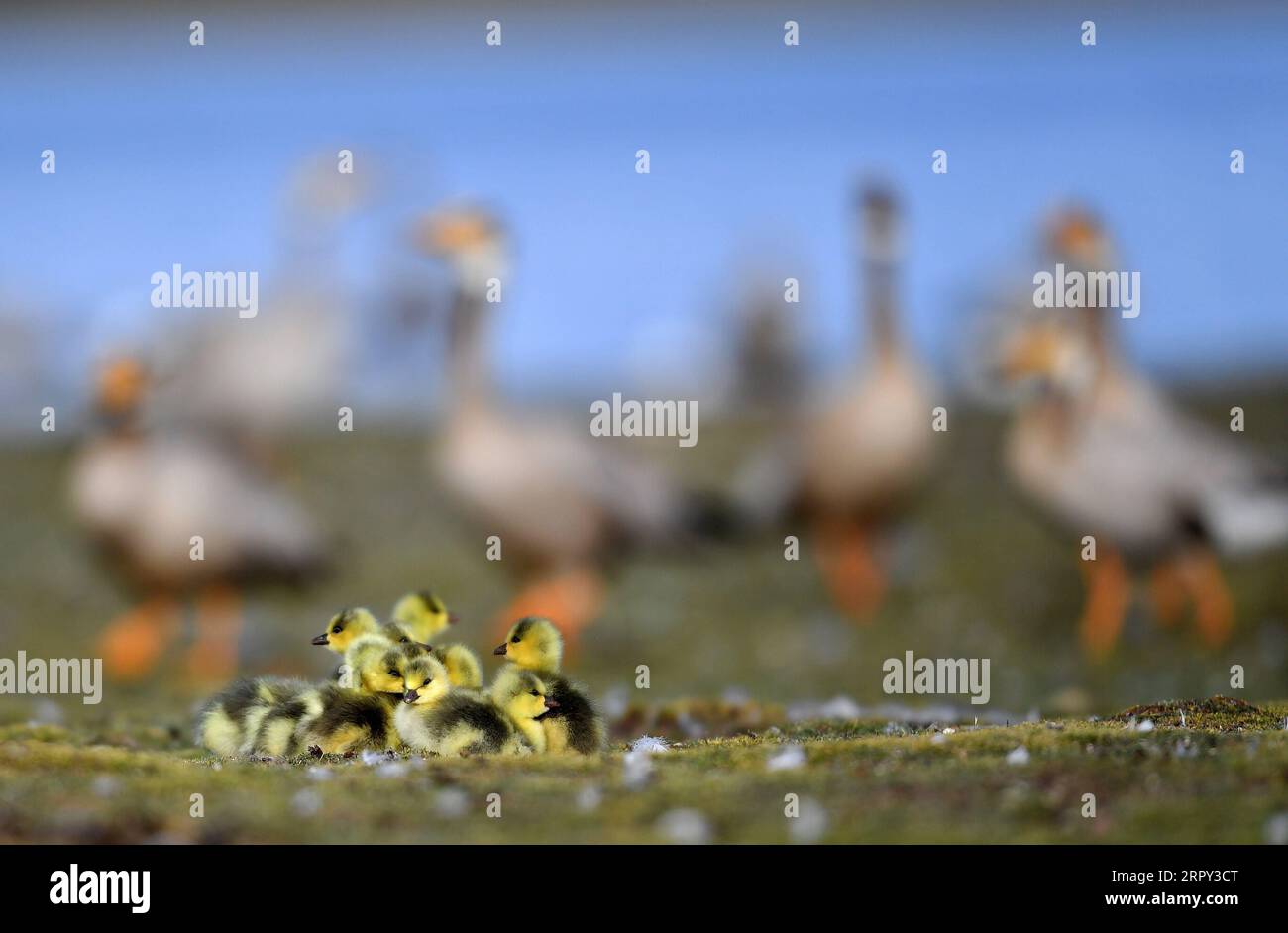 200612 -- AMDO, June 12, 2020 -- Photo taken on June 9, 2020 shows young bar-headed geese at a bird island in Amdo County, southwest China s Tibet Autonomous Region.  CHINA-TIBET-AMDO-BIRDS CN Chogo PUBLICATIONxNOTxINxCHN Stock Photo