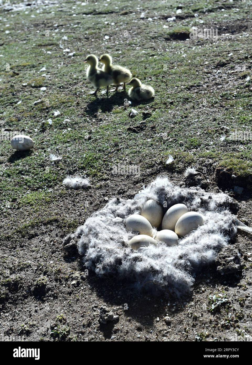 200612 -- AMDO, June 12, 2020 -- Photo taken on June 9, 2020 shows young bar-headed geese and eggs at a bird island in Amdo County, southwest China s Tibet Autonomous Region.  CHINA-TIBET-AMDO-BIRDS CN Chogo PUBLICATIONxNOTxINxCHN Stock Photo