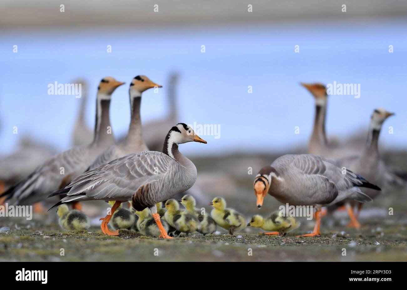 200612 -- AMDO, June 12, 2020 -- Photo taken on June 9, 2020 shows bar-headed geese at a bird island in Amdo County, southwest China s Tibet Autonomous Region.  CHINA-TIBET-AMDO-BIRDS CN Chogo PUBLICATIONxNOTxINxCHN Stock Photo