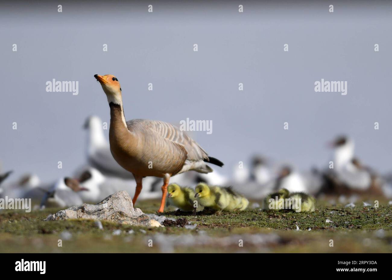 200612 -- AMDO, June 12, 2020 -- Photo taken on June 9, 2020 shows bar-headed geese at a bird island in Amdo County, southwest China s Tibet Autonomous Region.  CHINA-TIBET-AMDO-BIRDS CN Chogo PUBLICATIONxNOTxINxCHN Stock Photo