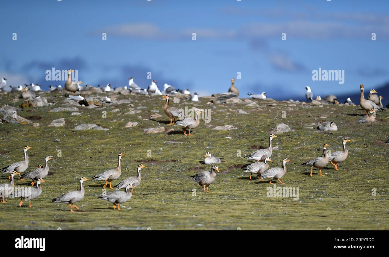 200612 -- AMDO, June 12, 2020 -- Photo taken on June 9, 2020 shows birds resting at a bird island in Amdo County, southwest China s Tibet Autonomous Region.  CHINA-TIBET-AMDO-BIRDS CN Chogo PUBLICATIONxNOTxINxCHN Stock Photo