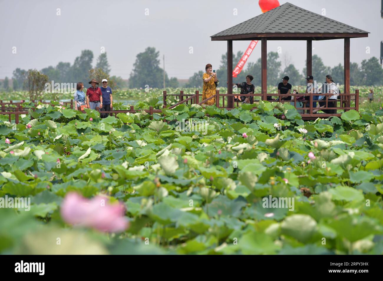 200612 -- JIANGXI, June 12, 2020 -- Tourists view lotus at Lianwei Town in Xinjian District of Nanchang City, east China s Jiangxi Province, June 12, 2020. Nanchang has encouraged farmers and specialized cooperatives to raise crayfish in lotus ponds so as to increase incomes.  CHINA-JIANGXI-NANCHANG-LOTUS-CRAYFISH CN PengxZhaozhi PUBLICATIONxNOTxINxCHN Stock Photo