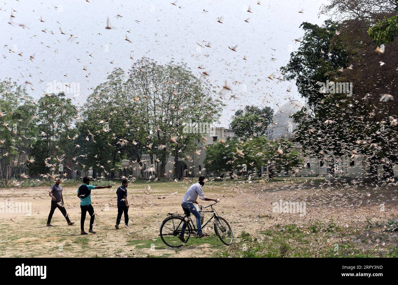 200612 -- PRAYAGRAJ, June 12, 2020 -- Photo taken on June 11, 2020 shows locusts swarming over a field near a residential area in Prayagraj, India s northern state of Uttar Pradesh. Str/Xinhua INDIA-PRAYAGRAJ-LOCUSTS Stringer PUBLICATIONxNOTxINxCHN Stock Photo