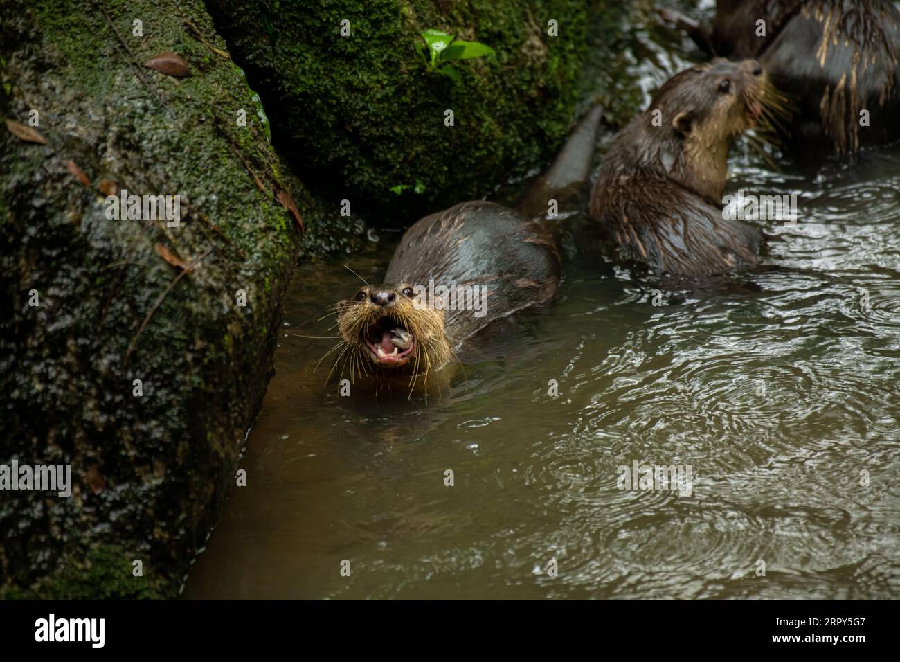 A pair of adult giant river otters (Pteronura brasiliensis), on the Rio