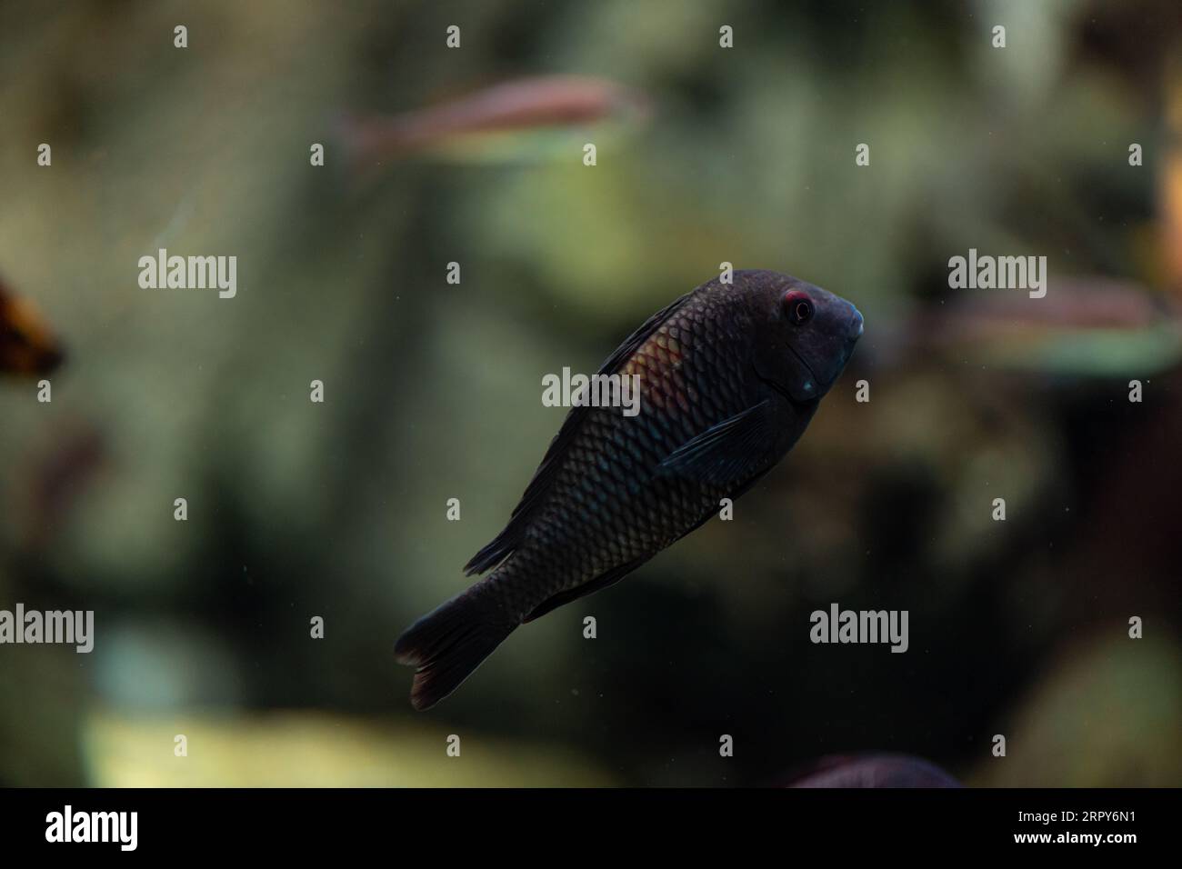 Aquarium with many colorful African Cichlids from Malawi lake, dark background Stock Photo
