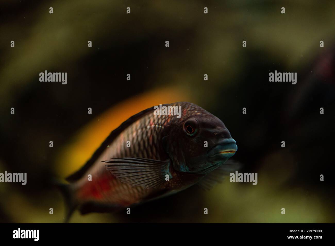 Close up of african cichlid isolated on a black background full color macrophotography, copy space for text Stock Photo