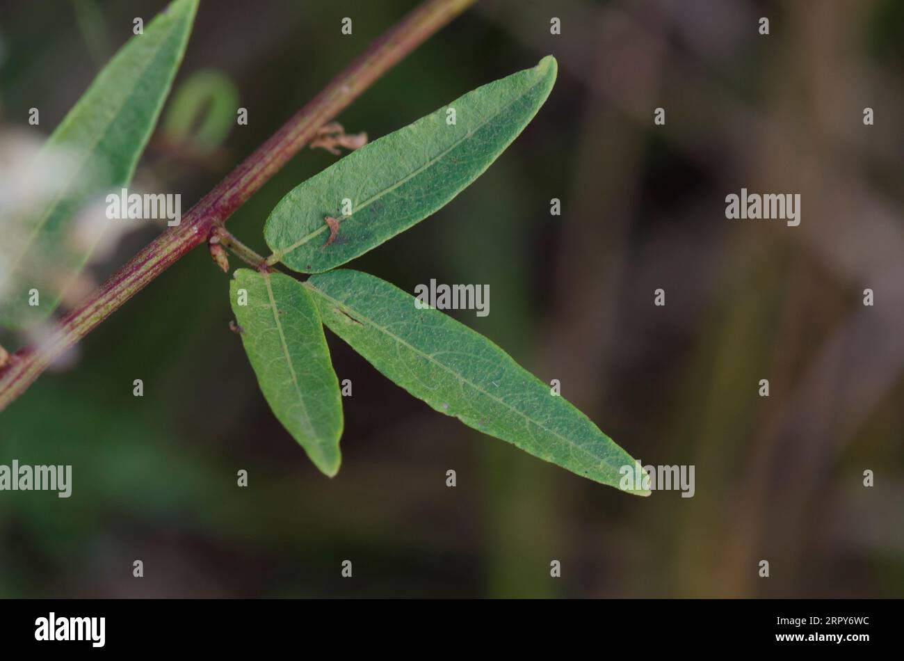 Panicledleaf Ticktrefoil, Desmodium paniculatum, leaves Stock Photo