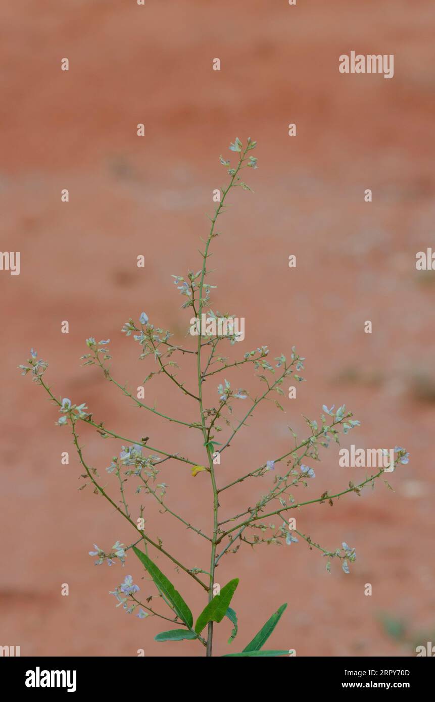 Desmodium confertum – eFlora of India, image size:861x1390