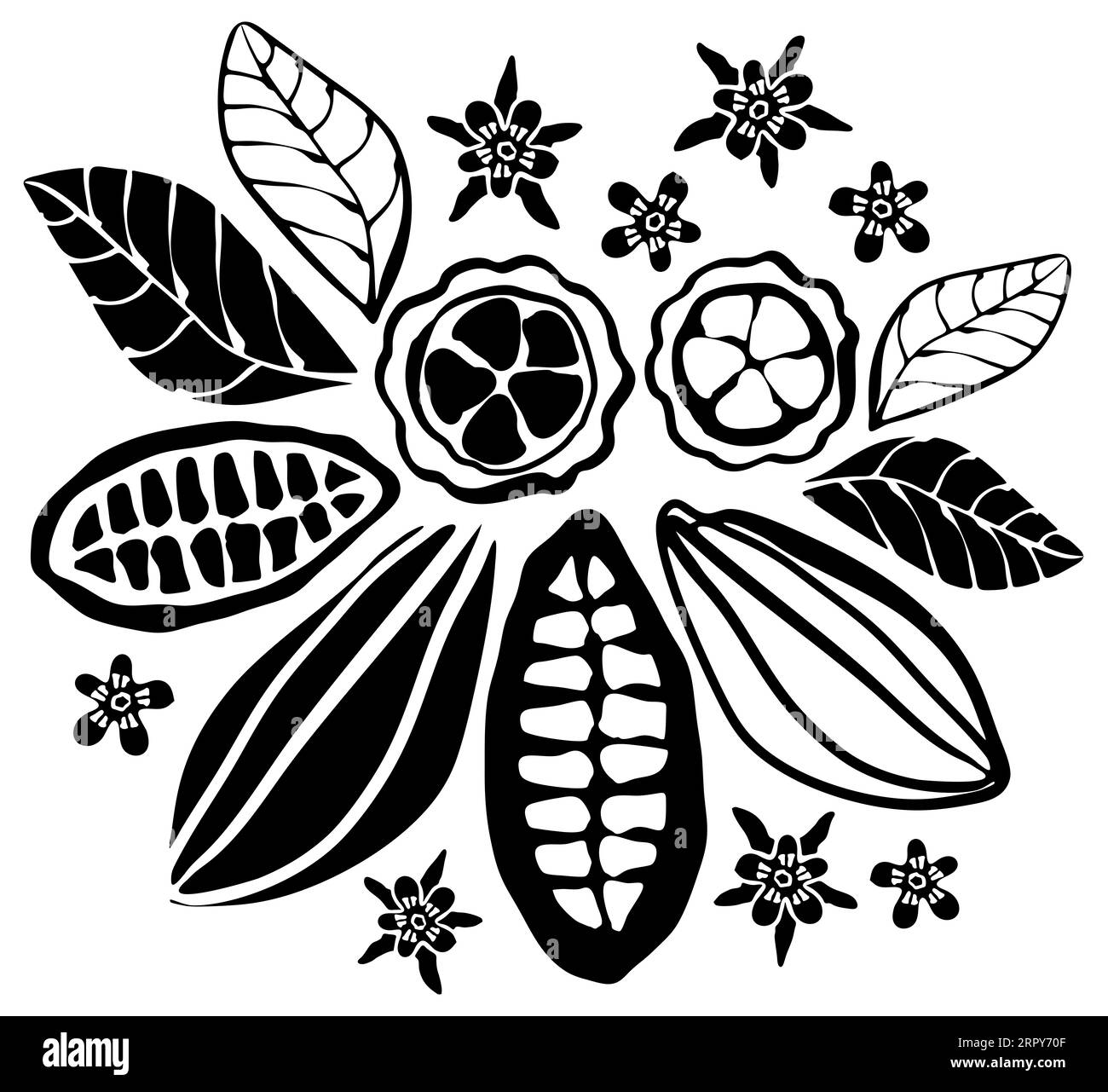 Set of cocoa fruits, leaves and flowers in black and white Stock Photo