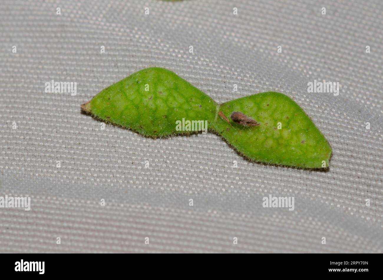 Panicledleaf Ticktrefoil, Desmodium paniculatum, fruit stuck to pants Stock Photo