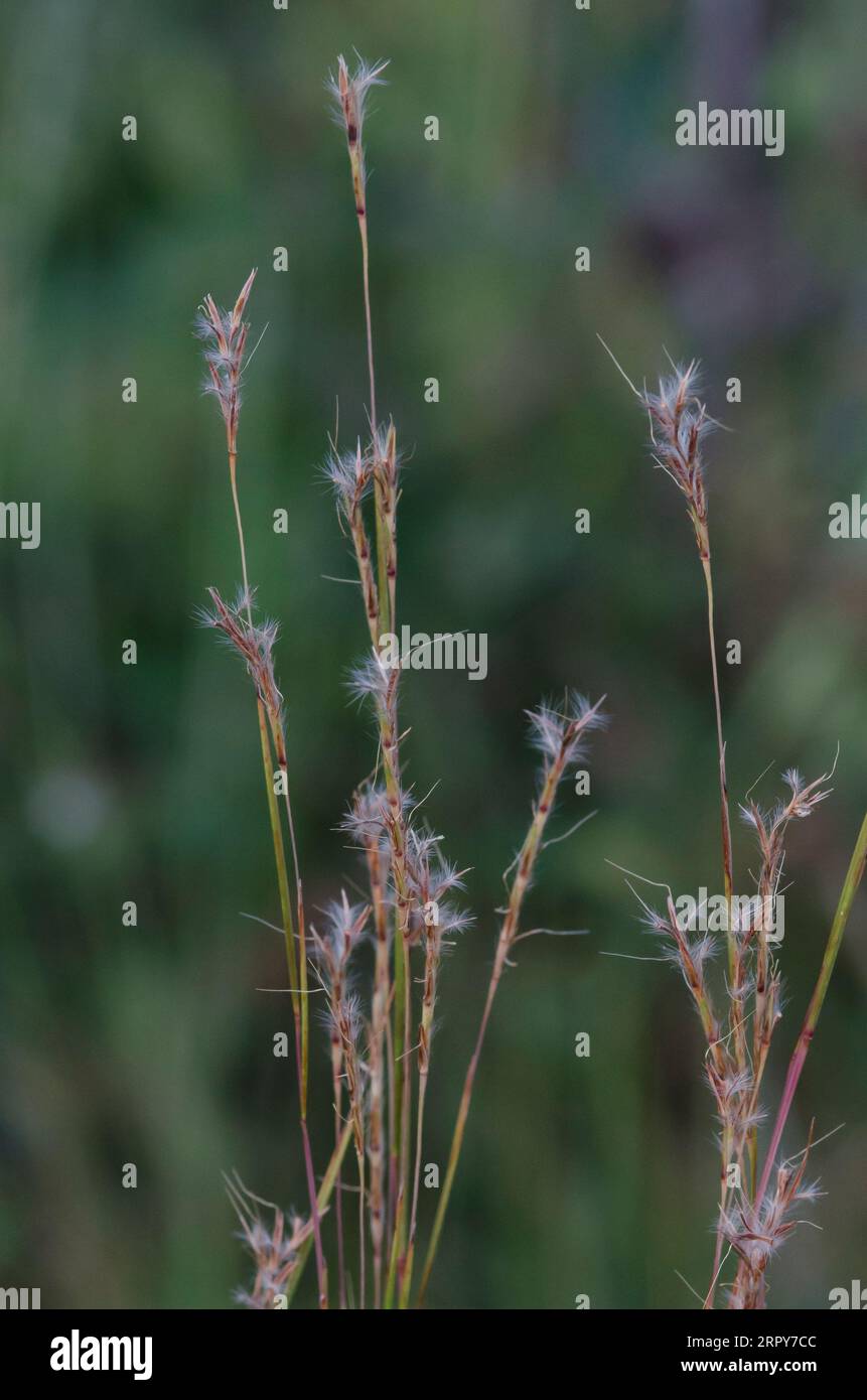 Little Bluestem Schizachyrium Scoparium