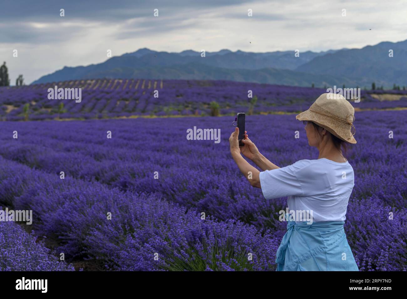 200619 -- BEIJING, June 19, 2020 -- A visitor takes photos of a lavender field in Sigong Village, Lucaogou Township of Huocheng County, northwest China s Xinjiang Uygur Autonomous Region, June 16, 2020. With a cultivated area of 56,000 mu about 3,733 hectares, the lavender industry of Huocheng County has created more than 15,000 jobs in 2019, with a yearly output value of about 1.5 billion yuan about 212 million U.S. dollars.  XINHUA PHOTOS OF THE DAY ZhaoxGe PUBLICATIONxNOTxINxCHN Stock Photo