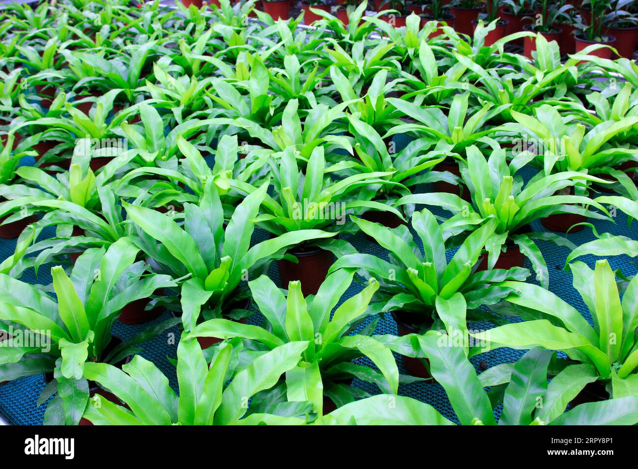 Green leaf birds nest ferns hi-res stock photography and images - Alamy