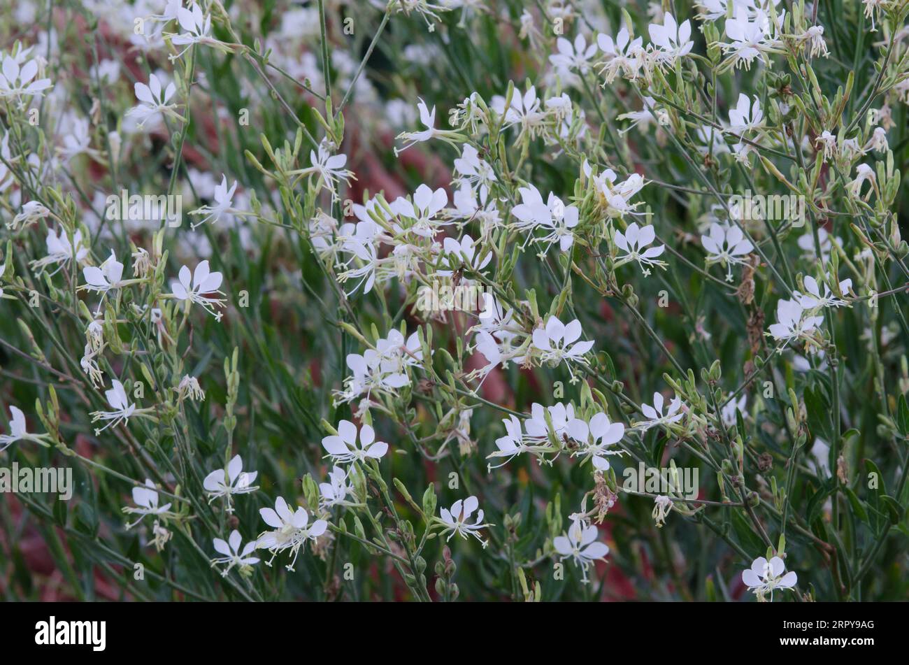 Large Flowered Gaura, Oenothera filiformis Stock Photo