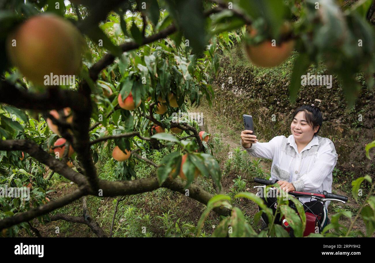 200621 -- ANKANG, June 21, 2020 -- Li Wei shows fresh peaches on a tree to a customer on WeChat at the peach garden in Wenhua Village in Hanbin District of Ankang City, northwest China s Shaanxi Province, June 19, 2020. In 1997, in order to shake off poverty, Li Zengyi, a villager in Wenhua Village of Ankang City, moved his family, including his seven-year-old disabled daughter, to a makeshift house on a mountain to cultivate peaches. Li Wei, the elder son of Li Zengyi, went out to work in south China s Guangdong Province after graduation from middle school to support the family. Li Peng, the Stock Photo