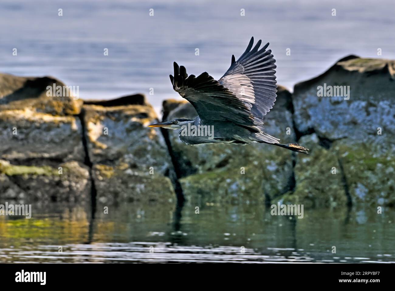 A Great Blue Heron (Ardea herodias), flying over water on the shore of Vancouver Island on British Columbia Canada Stock Photo