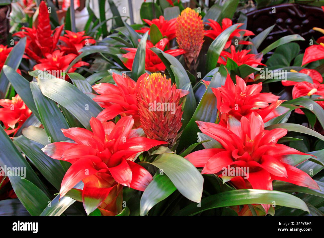 red pineapple flowers in a garden, closeup of photo Stock Photo