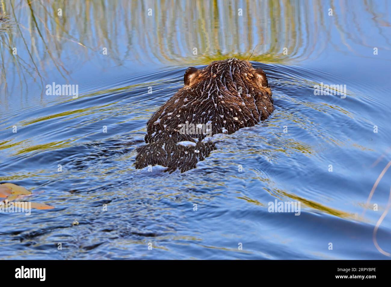 A rear view of a wild beaver 