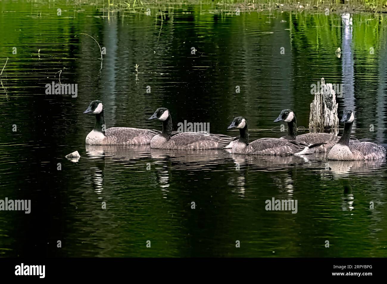 A family of Canada Geese 'Branta canadensis', swimming in a line on the calm water of Maxwell lake in Hinton Alberta Canada Stock Photo