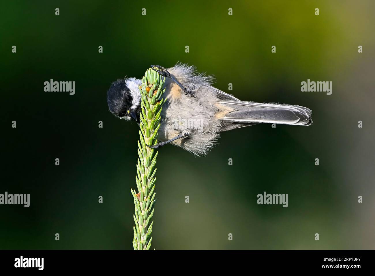 A Chickadee bird 'Poecile atricapillus',  foraging for insects on a spruce tree top Stock Photo