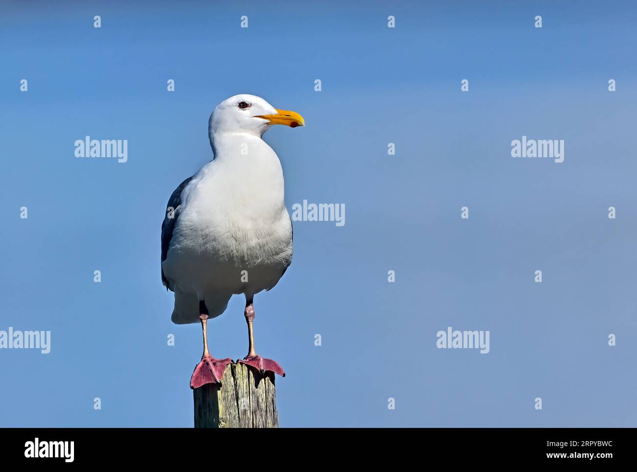 A Glaucous-Winged Gull 'Larus hyperboreus',  standing on a post in Nanaimo Vancouver Island British Columbia Canada Stock Photo