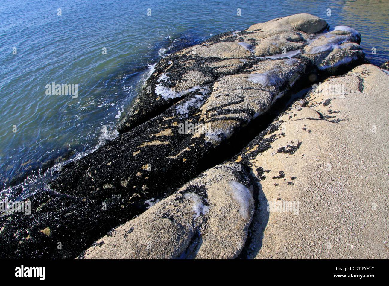 Rare mussels hi-res stock photography and images - Alamy