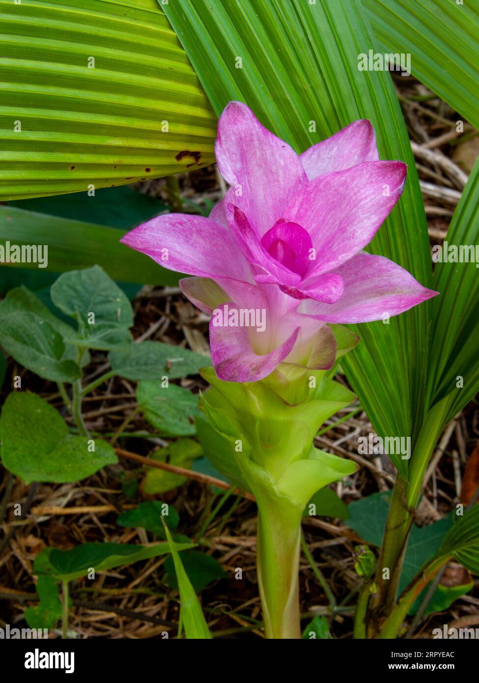 Cape York Lilly Flower, Curcuma australasica,  native turmeric, Malanda, Australia. Stock Photo