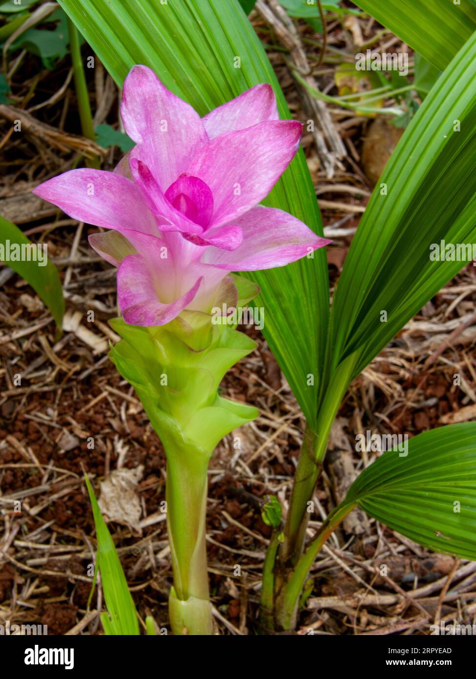 Cape York Lilly Flower, Curcuma australasica,  native turmeric, Malanda, Australia. Stock Photo