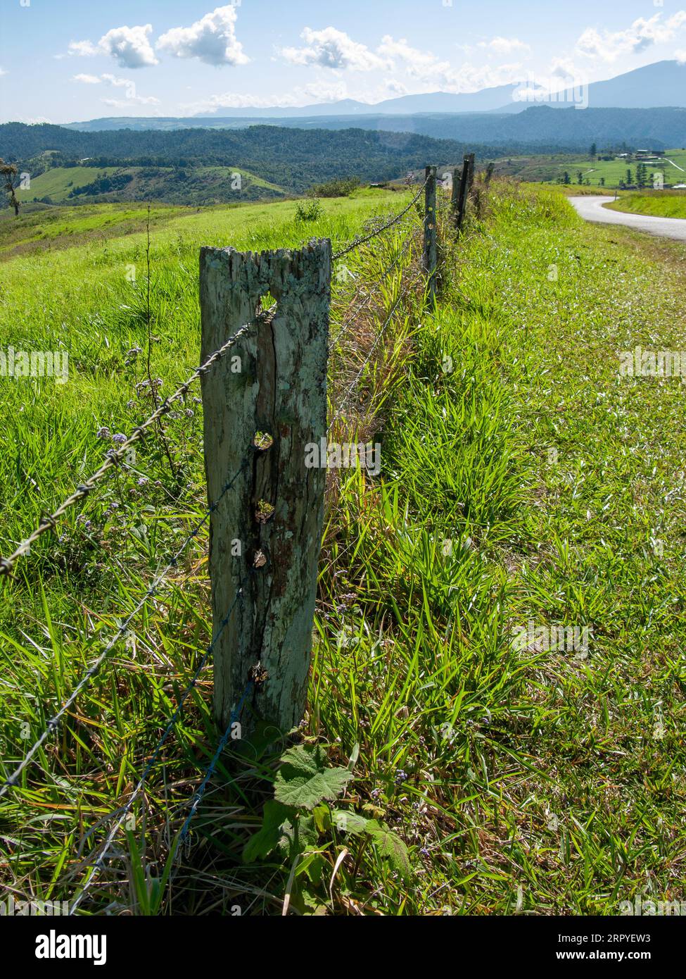 Fenceline, wooden post and barbed wire, green pasture, Atherton