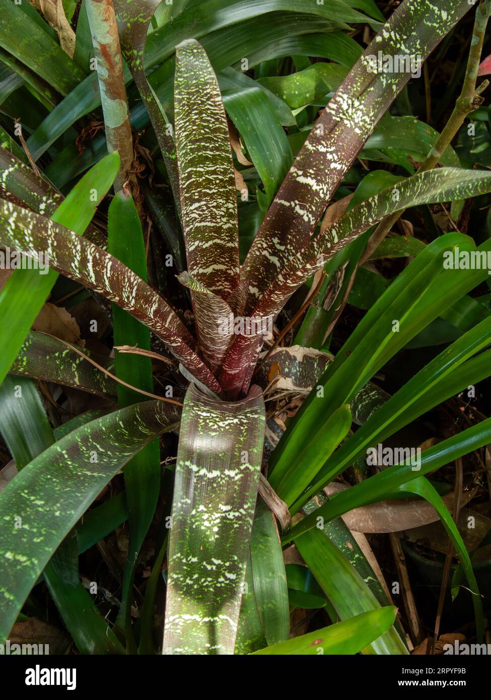 Vriesea with striped and patterned leaves, cultivar, Malanda, Australia. Stock Photo