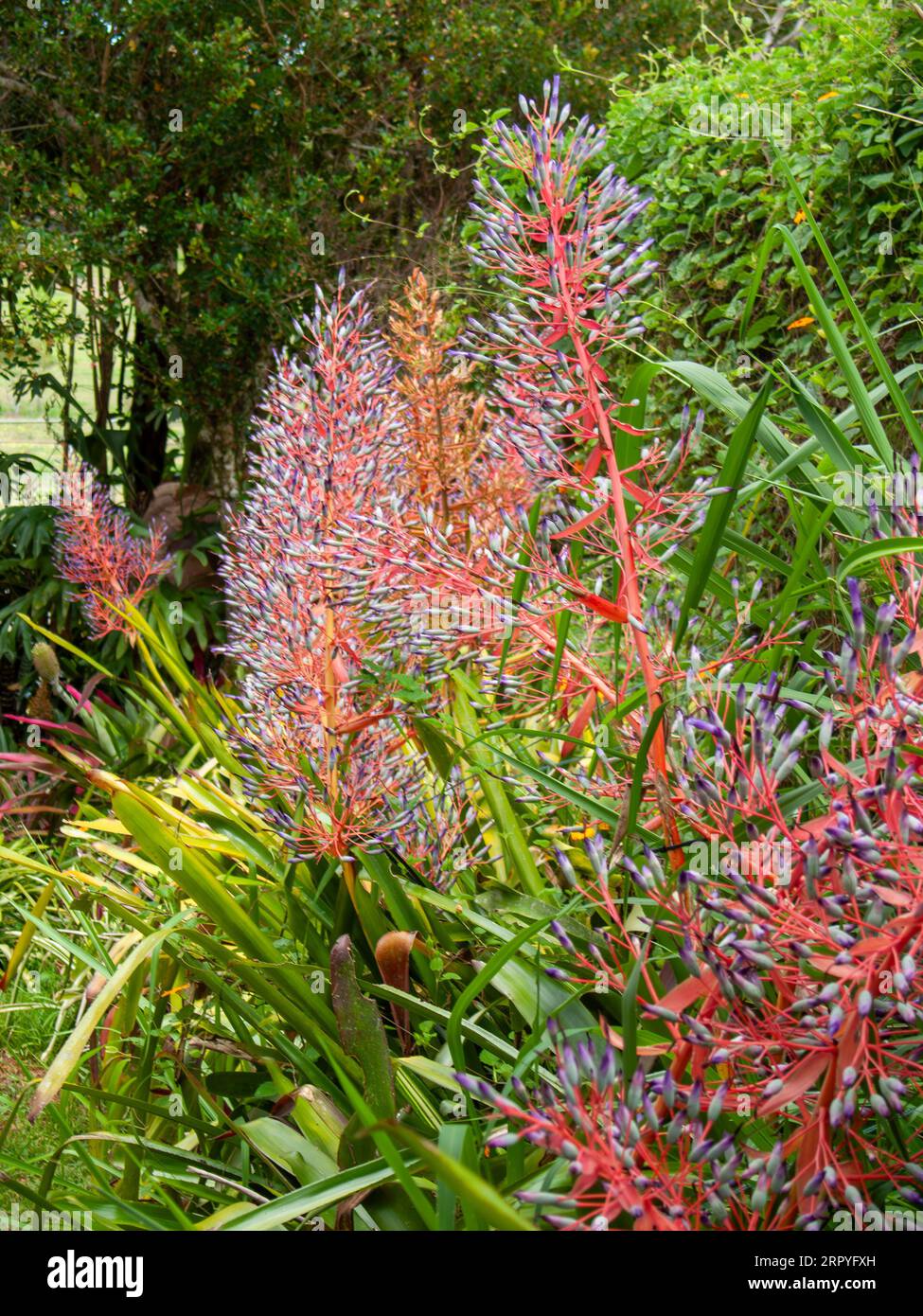 Portea petropolitana var. Extensa, bromeliad, flowering, cultivated, Malanda, Australia. Stock Photo