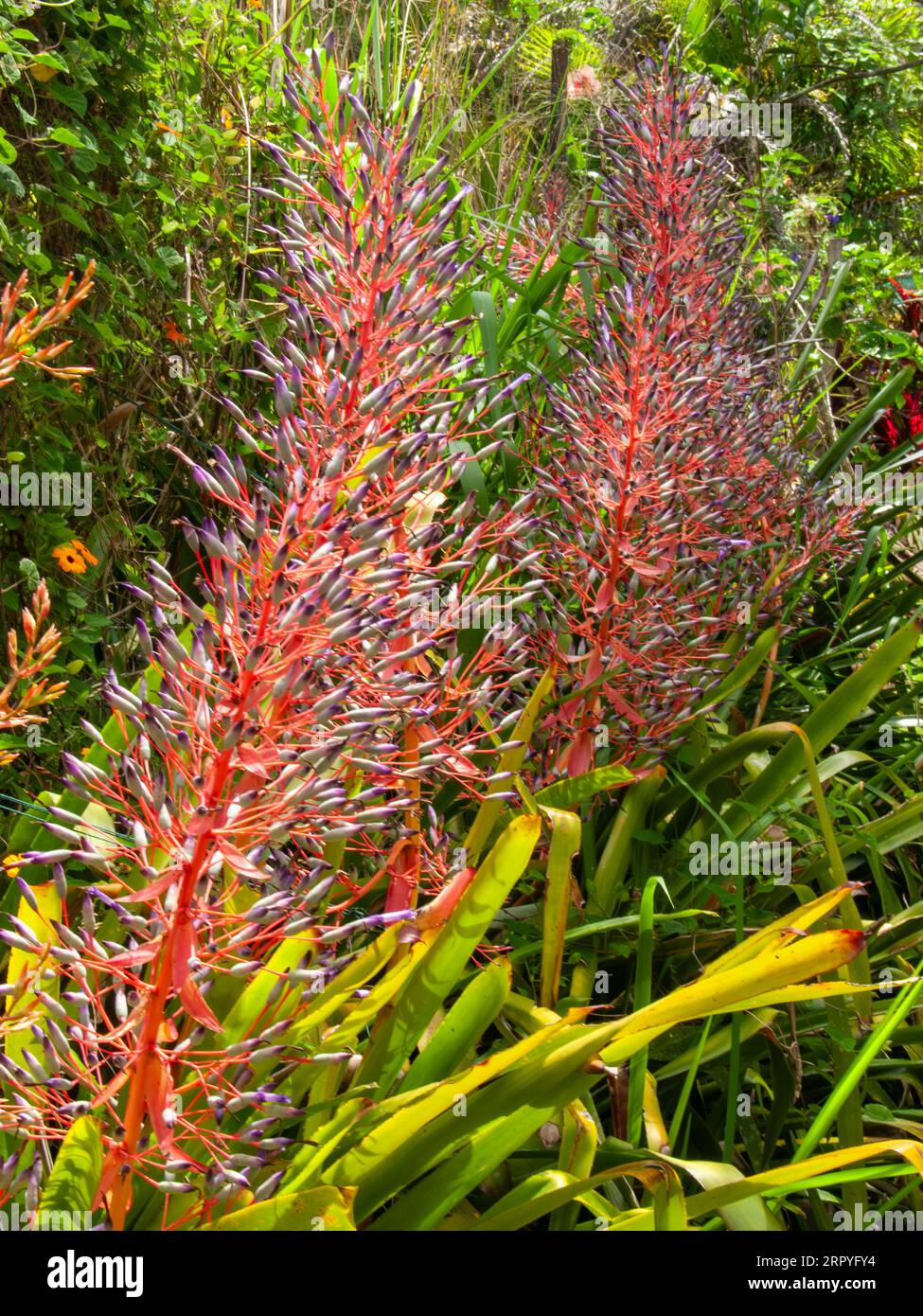 Portea petropolitana var. Extensa, bromeliad, flowering, cultivated, Malanda, Australia. Stock Photo