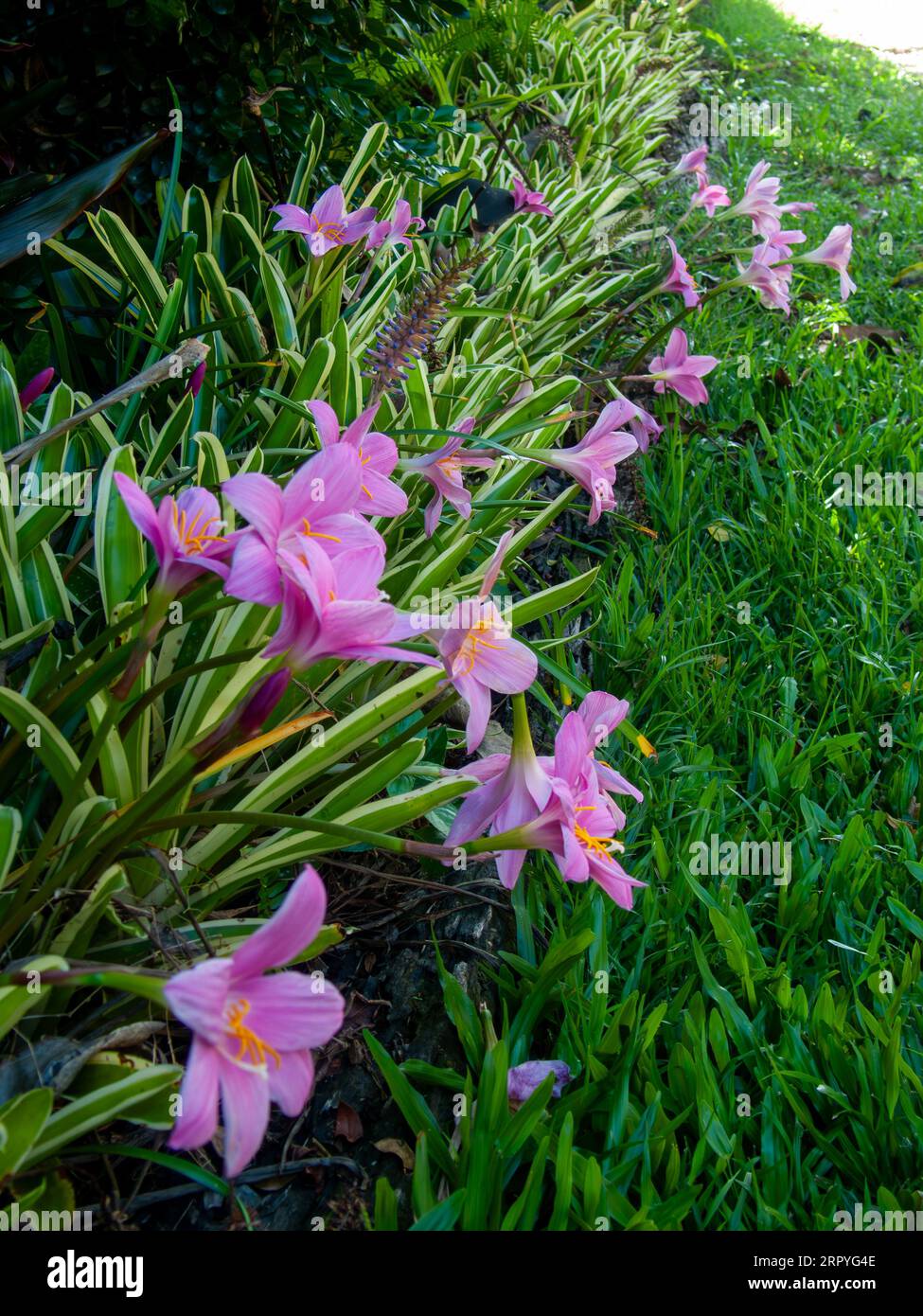 Storm Lilly, Zephyranthes minuta, Pink Flowers, cultivated, Malnda, Australia. Stock Photo