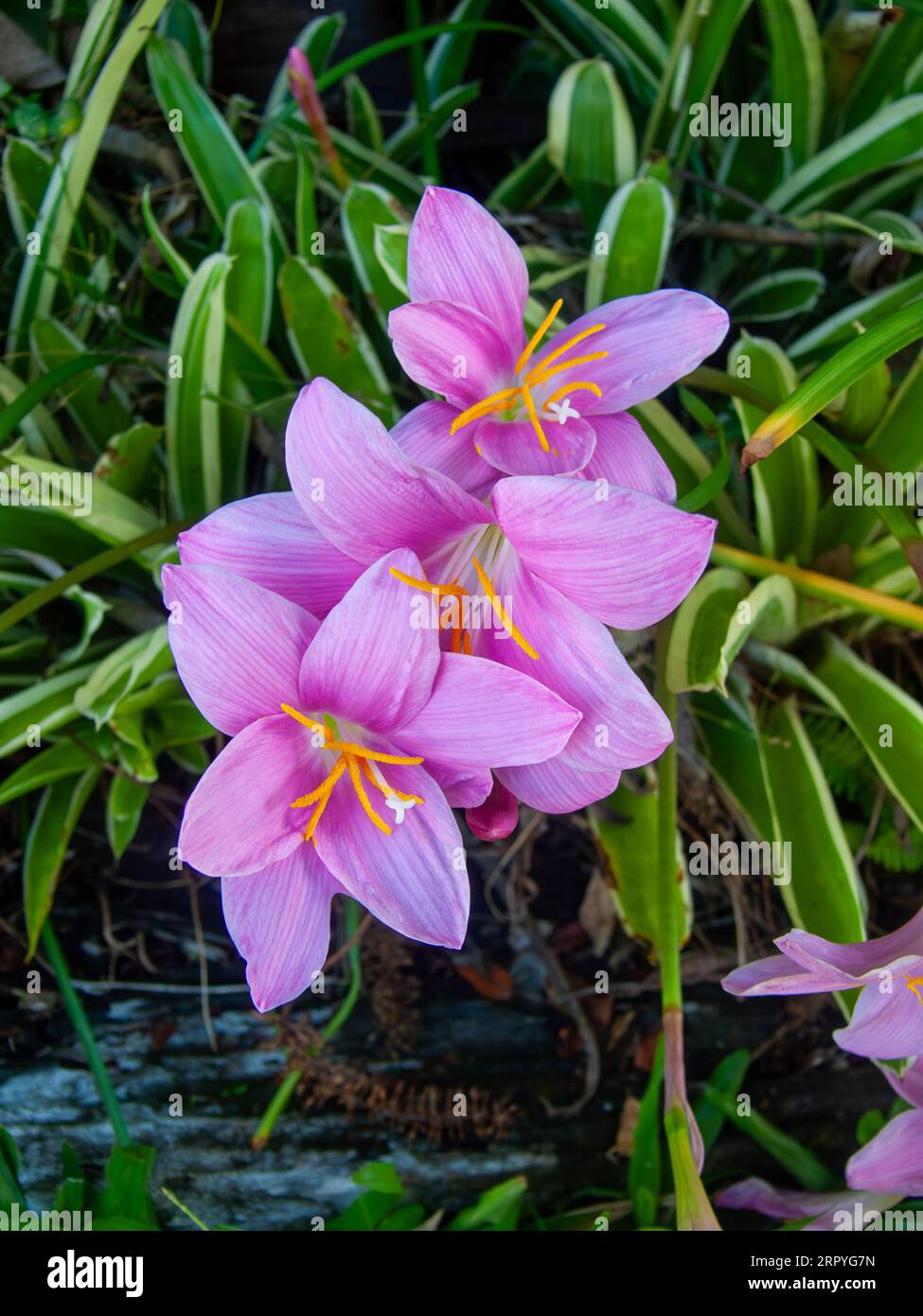 Storm Lilly, Zephyranthes minuta, Pink Flowers, cultivated, Malnda, Australia. Stock Photo