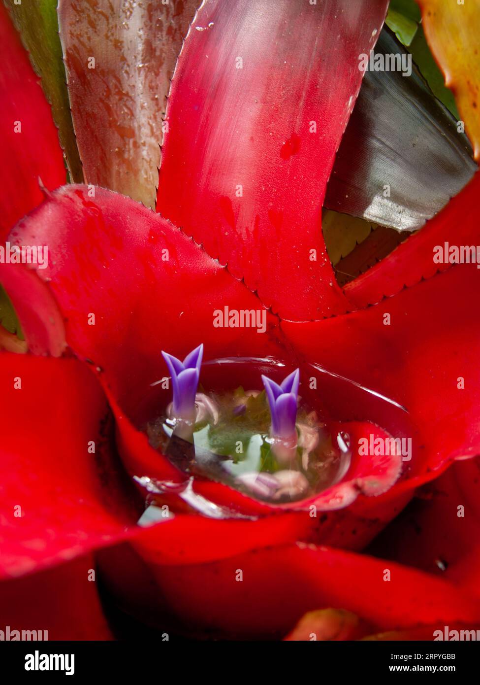 Bromeliad, Neoregelia, red inflorescence showing blue flowers at centre, Cultivated, Malanda, Australia. Stock Photo
