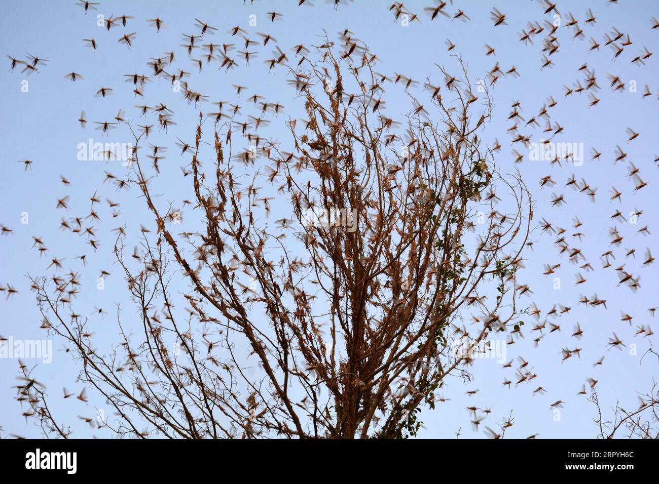 200702 -- SUKKUR PAKISTAN, July 2, 2020 -- Swarms of locusts are seen on the outskirts of Sukkur, southern Pakistan, on July 1, 2020. According to the country s Ministry of National Food Security and Research, the country s annual wheat requirement is 27.47 million tons, but the crop production this year was less than 25 million tons due to multiple factors including locust attacks, untimely heavy rains and infestation of fungal disease yellow rust. Str/Xinhua PAKISTAN-SUKKUR-LOCUST ATTACK Stringer PUBLICATIONxNOTxINxCHN Stock Photo