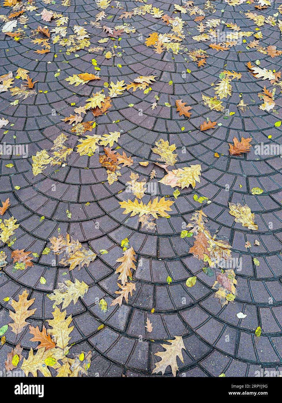wet paving sidewalk covered with yellow maple leaves. autumn background. Stock Photo