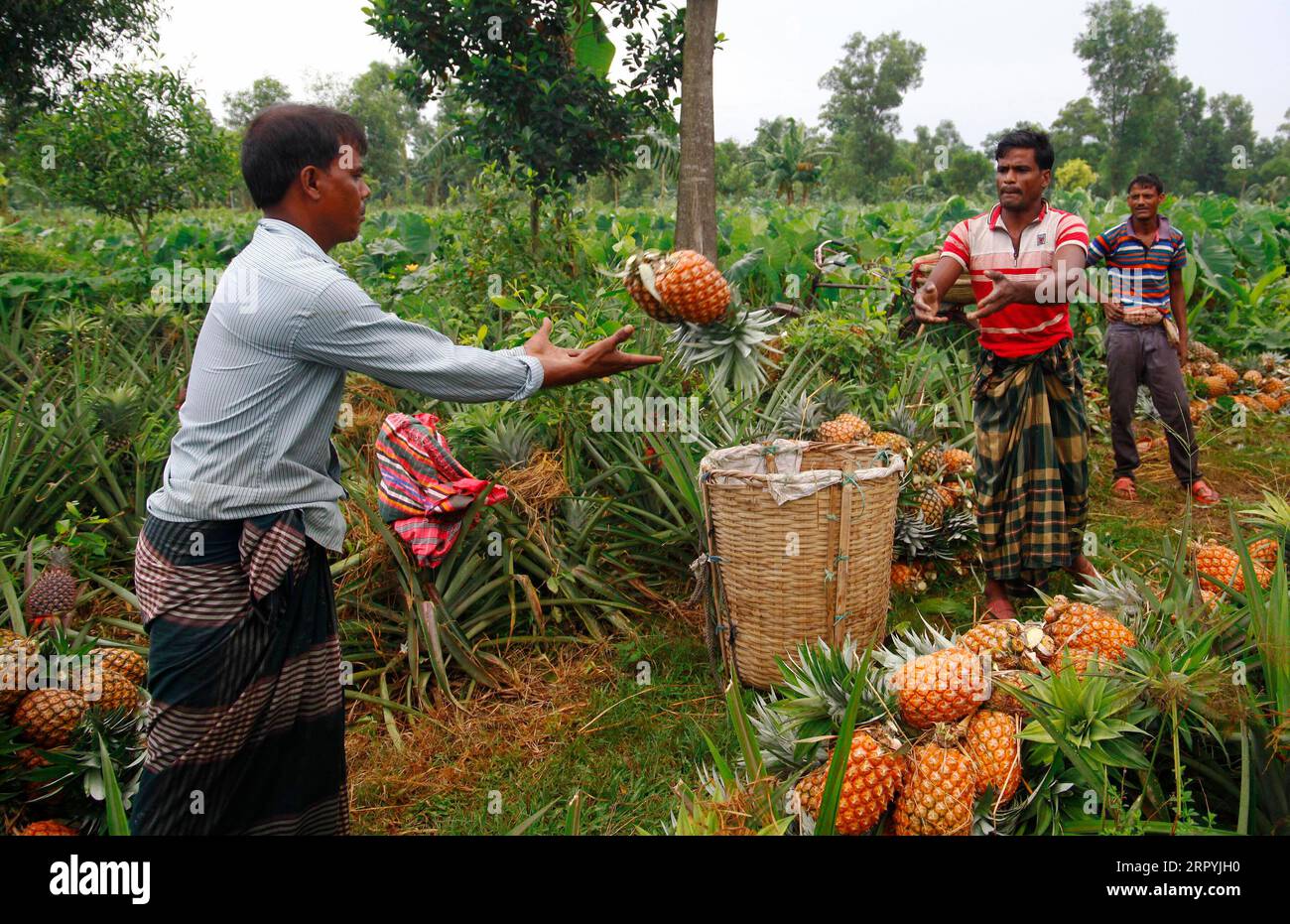 200705 -- TANGAIL, July 5, 2020 -- Farmers harvest pineapples at a farm in Tangail, Bangladesh, on July 4, 2020. BANGLADESH-TANGAIL-PINEAPPLE-HARVEST SaxLimu PUBLICATIONxNOTxINxCHN Stock Photo