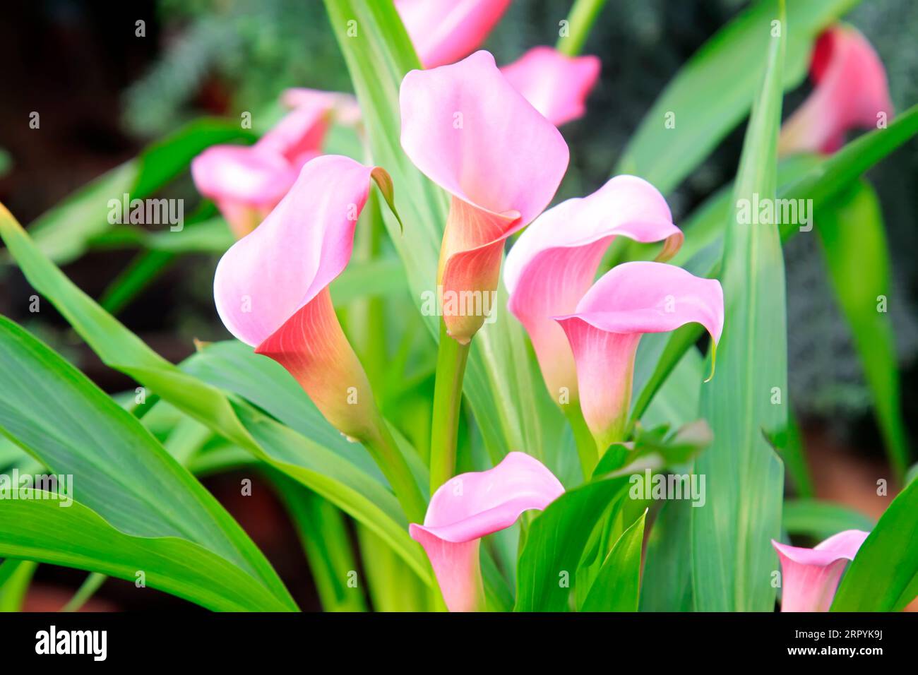 Green color spathe hi-res stock photography and images - Alamy