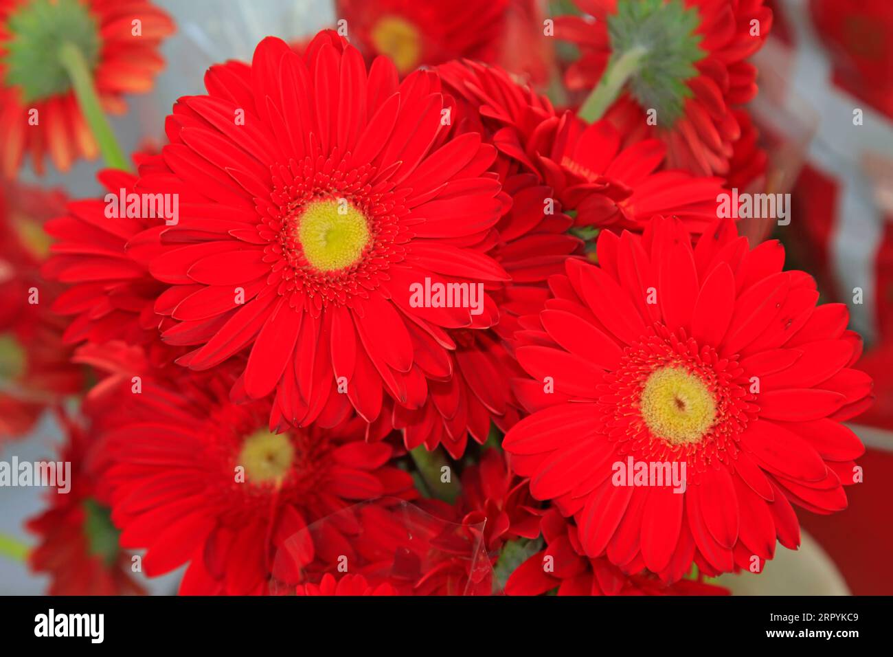 Red Chinese hibisci rosae-sinensis flower, closeup of photo Stock Photo