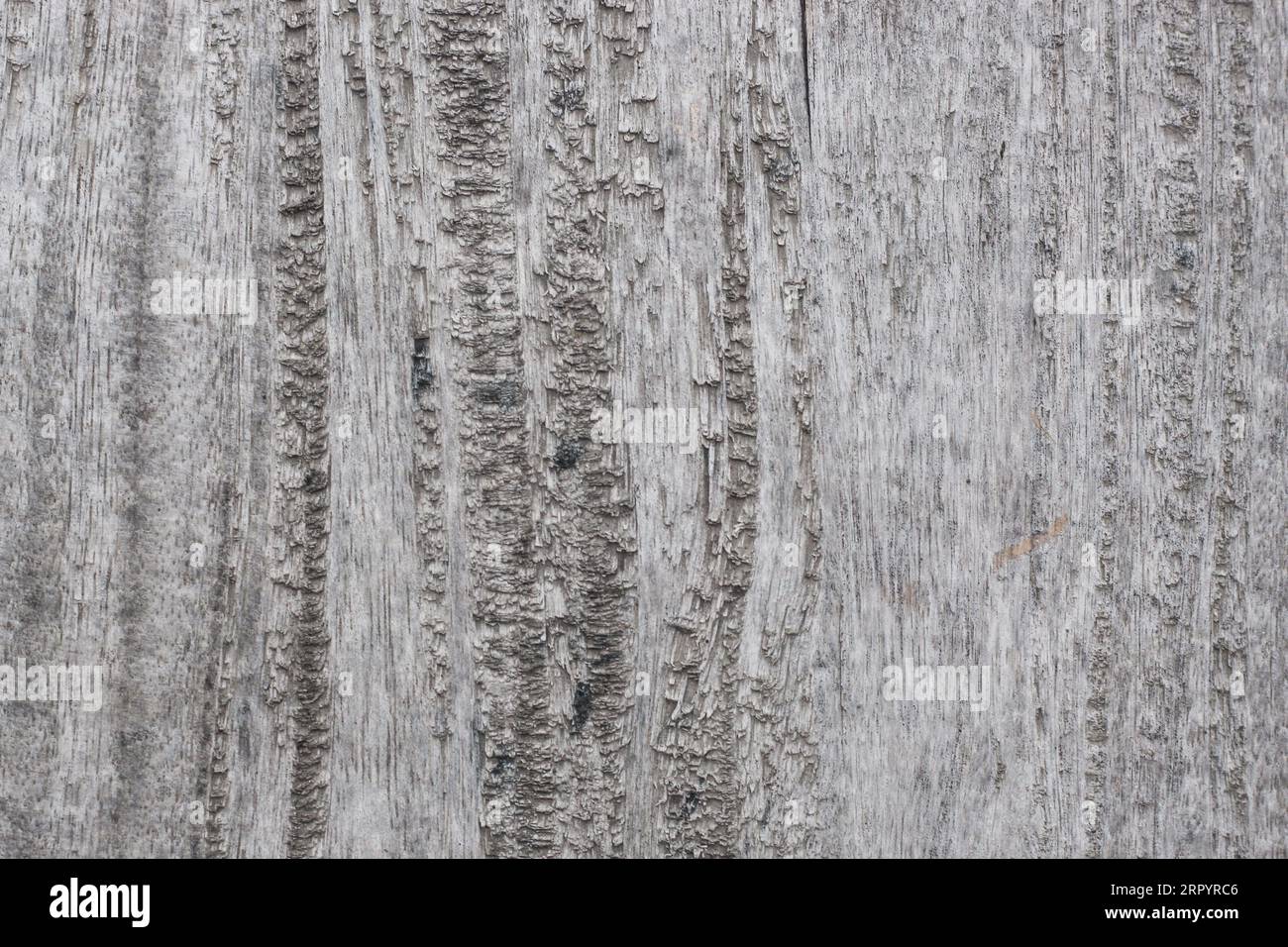 Realistic Tree bark background texture, Seamless texture from tree Stock Photo