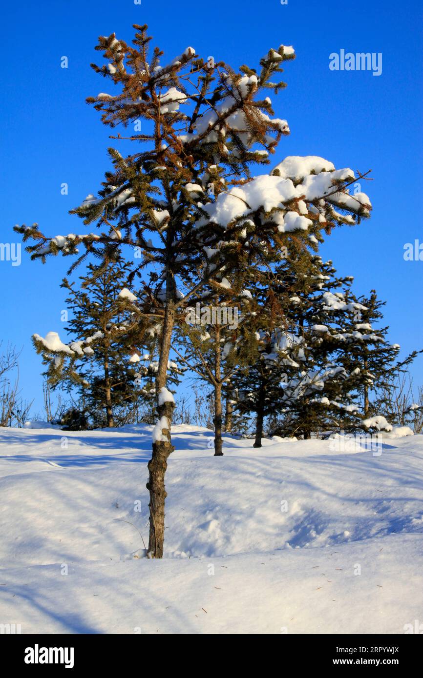 Pine trees in snow hi-res stock photography and images - Alamy