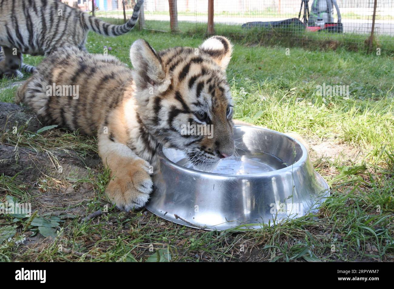 200717 -- HENGDAOHEZI, July 17, 2020 -- A Siberian tiger cub drinks at Hengdaohezi Siberian tiger park in Hailin City, northeast China s Heilongjiang Province, July 17, 2020. With strict epidemic prevention and control measures, Hengdaohezi Siberian tiger park reopened on Friday. The staff set up a number of pools and specially prepared food for the Siberian tigers to relieve summer heat. Photo by /Xinhua CHINA-HEILONGJIANG-SIBERIAN TIGER PARK-REOPENING CN ZhangxChunxiang PUBLICATIONxNOTxINxCHN Stock Photo