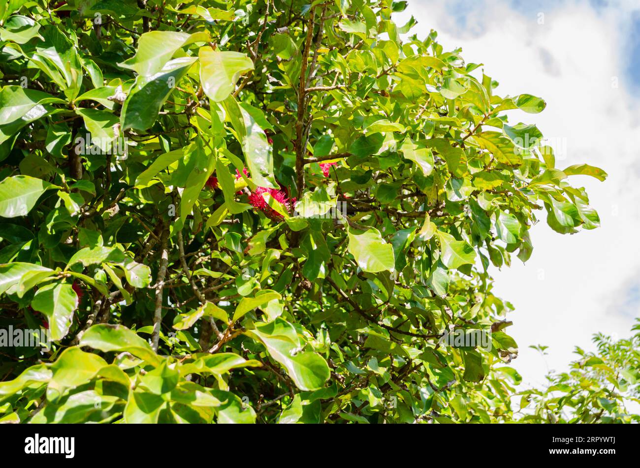 Otaheite Apple Tree Stock Photo - Alamy